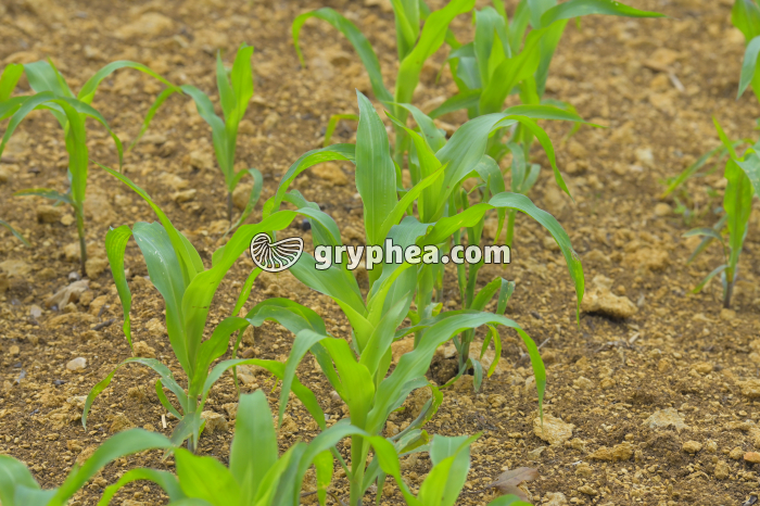 Jeunes pieds de Maïs - gryphea.org